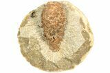 D Oligocene Aged Fossil Pine Cone - Germany #207449-1